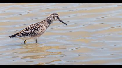 Broad-billed Sandpiper