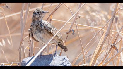 Crested Lark