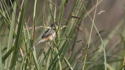 Zitting Cisticola