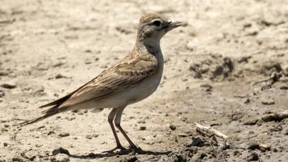 Greater Short-toed Lark