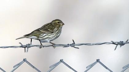 European Serin