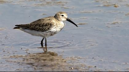 Dunlin