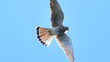 Common Kestrel