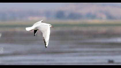Black-headed Gull
