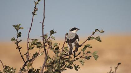 Lesser Grey Shrike