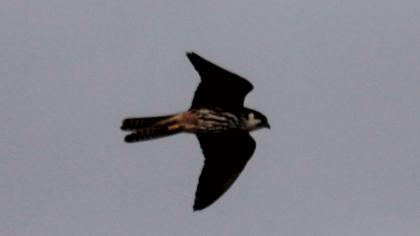 Eurasian Hobby