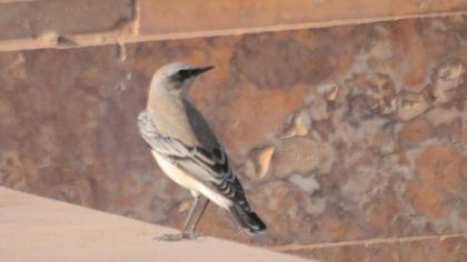 Northern Wheatear