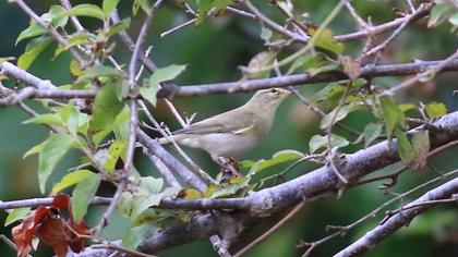 Willow Warbler