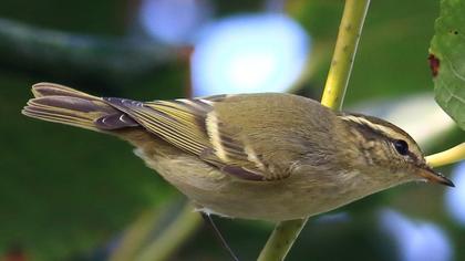 Yellow-browed Warbler
