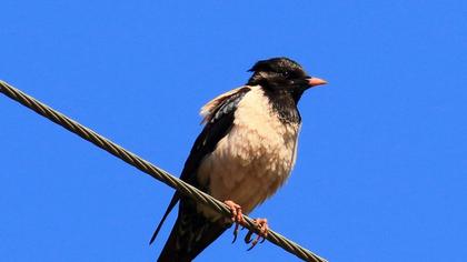 Rosy Starling