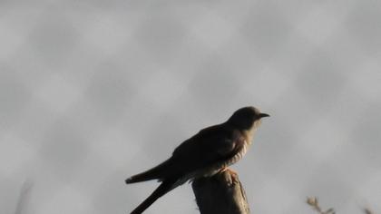 Common Cuckoo