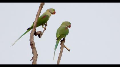 Alexandrine Parakeet