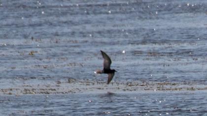 Black Tern