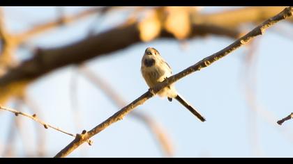 Long-tailed Tit