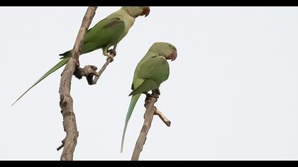 Alexandrine Parakeet