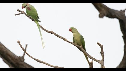 Alexandrine Parakeet