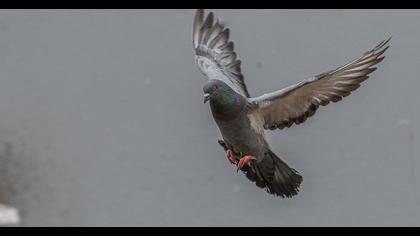 Rock Dove