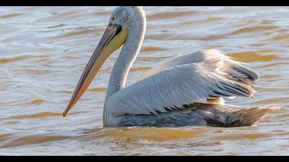Dalmatian Pelican