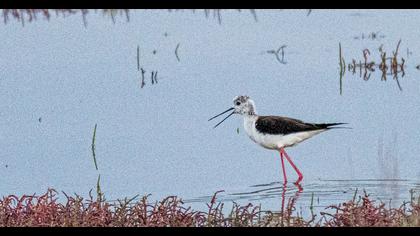Black-winged Stilt