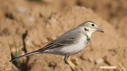 White Wagtail