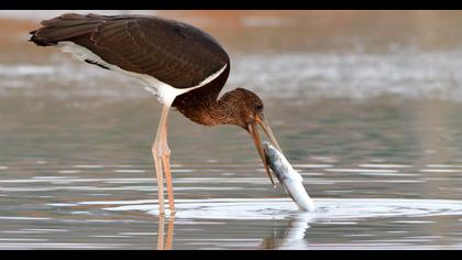 Black Stork
