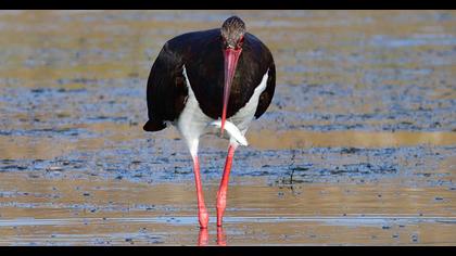 Black Stork