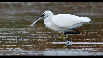 Little Egret