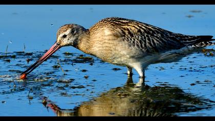 Bar-tailed Godwit