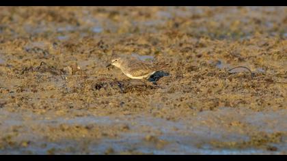 Temminck`s Stint