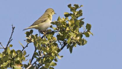 Willow Warbler