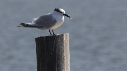 Sandwich Tern