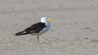 Lesser Black-backed Gull
