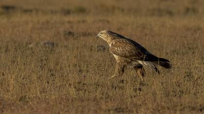 Long-legged Buzzard