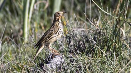 Red-throated Pipit