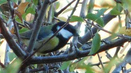 Great Tit