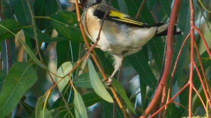 European Goldfinch