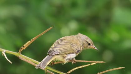 Common Chiffchaff