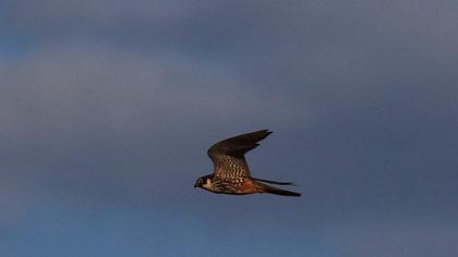 Eurasian Hobby