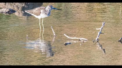 Common Greenshank