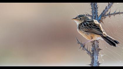 Zitting Cisticola