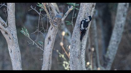Syrian Woodpecker