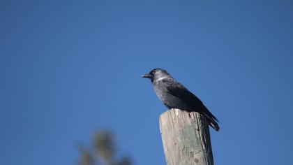 Western Jackdaw