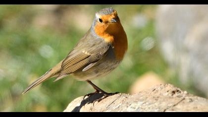 European Robin