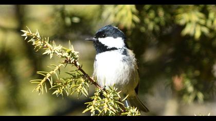 Coal Tit