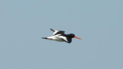 Eurasian Oystercatcher