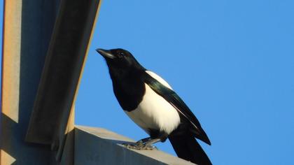 Eurasian Magpie