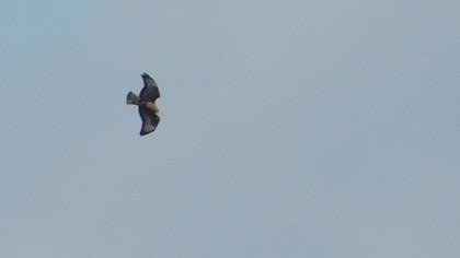 Common Buzzard