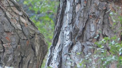 Eurasian Treecreeper