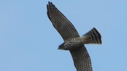 Levant Sparrowhawk
