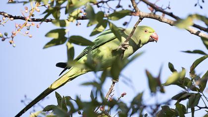 Rose-ringed Parakeet
